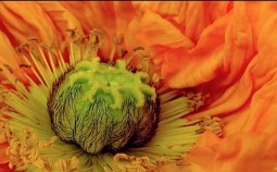 Vitamin B12, Vegetarier und Veganer
