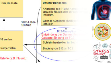 Vitamin B12 Mangel Ursachen