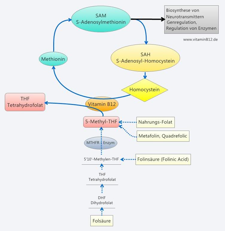 S-Adenosylmethionin