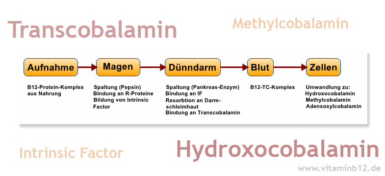 Vitamin B12 Aufnahmestörung