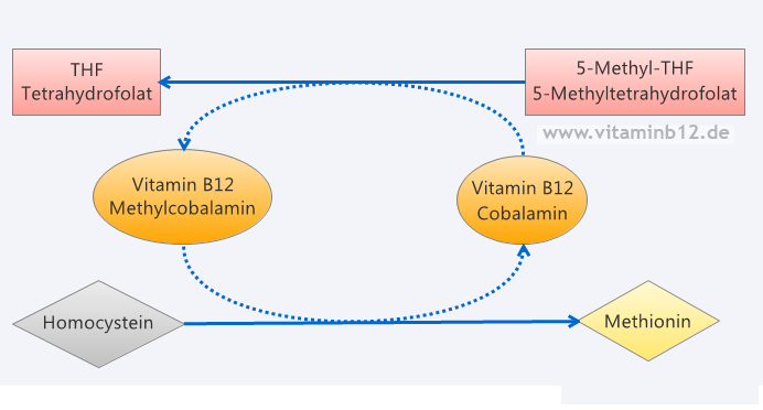 Vitamin B12 Folsäure