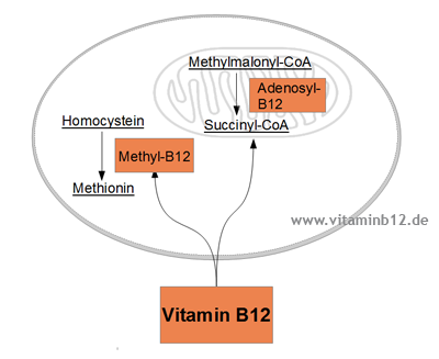 Vitamin B12 Wirkung Zelle