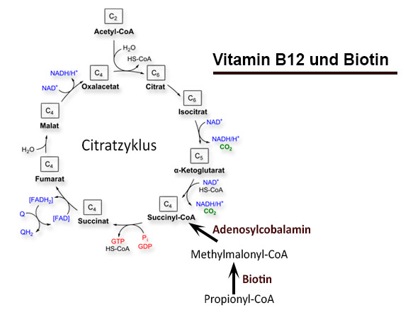 Vitamin-B12-Biotin
