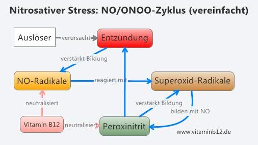 nitrosativer-stress-noonoo