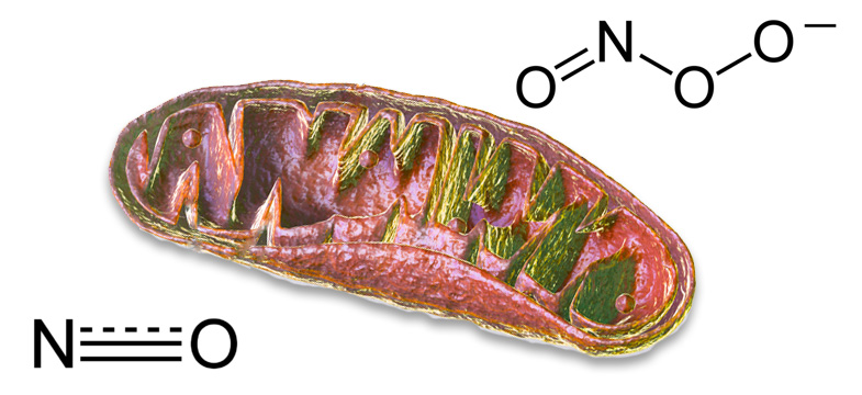 Vitamin B12 und Nitrosativer Stress