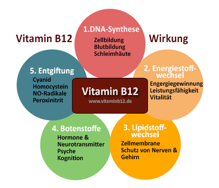 vitamin-b12-wirkung-circles