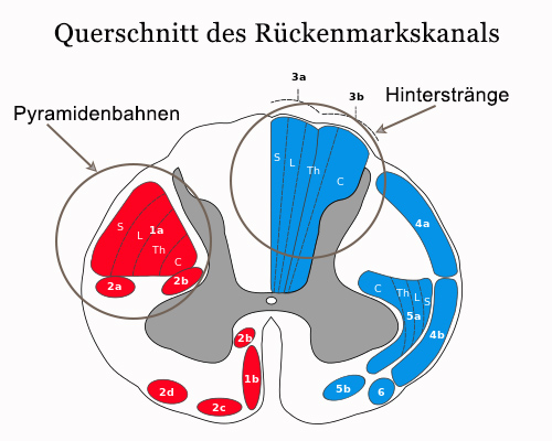 B12 Rückenmark