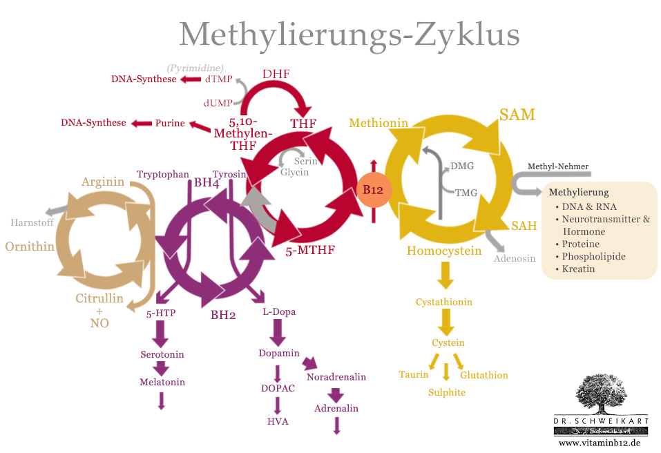 Biopterin-Zyklus