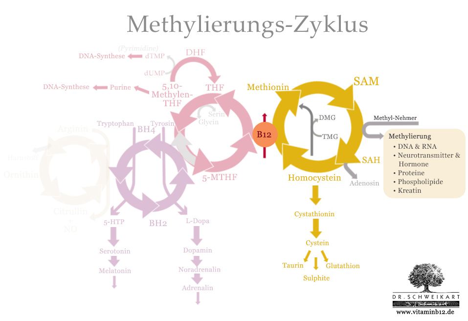 Methionin-Zyklus