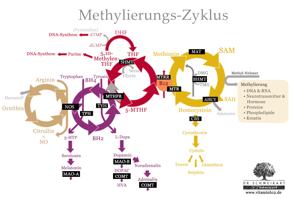 Methylierungs Zyklus Gene