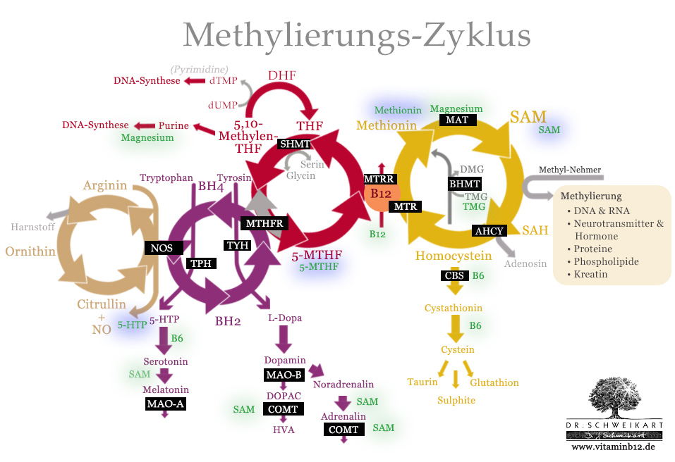 Wichtige Nährstoff-Ergänzungen für die Optimierung (grün) des Methylierungs.Zyklus und bei Gen-Mutationen (blau)