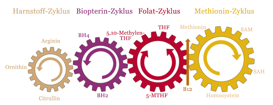 b12 methylierung schema