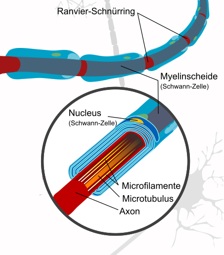 b12-myelinscheiden