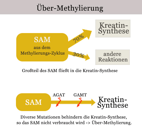 ueber-methylierung