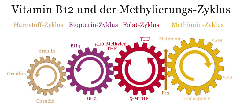 Vitamin B12 und Methylierung