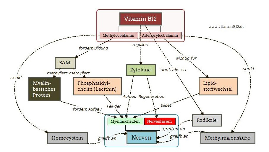 vitamin b12 nerven