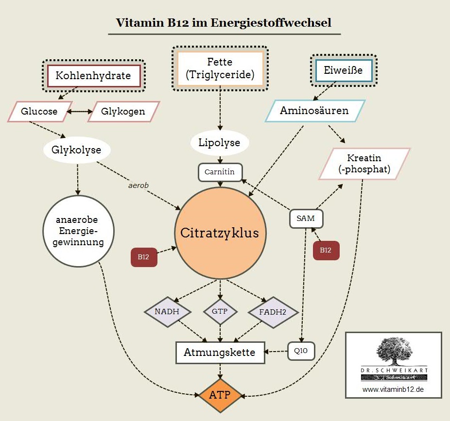 b12-energie